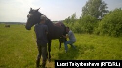 Процесс доения.