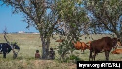 Необроблюване поле біля села Молочне Сакського району, серпень 2019 року