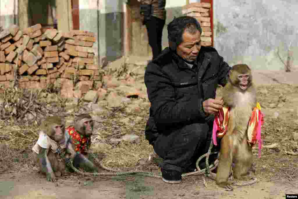Защитники животных неоднократно поднимали вопрос об условиях содержания обезьян, но широкого резонанса это не вызывало