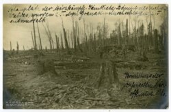 Некалі густы лес пасьля сакавіцкіх баёў 1916 году