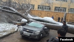 Большое дерево рухнуло на несколько припаркованных автомобилей у здания Посольства Кореи в Ташкенте. Фото: «Водители Ташкента»/Facebook/Telegram.