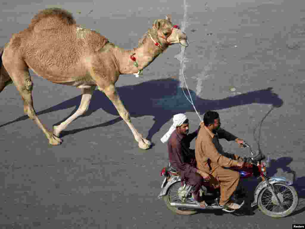 Men riding on a motorcycle lead a recently purchased camel ahead of Eid al-Adha celebrations in Lahore, Pakistan. (Photo for Reuters by Mohsin Raza)