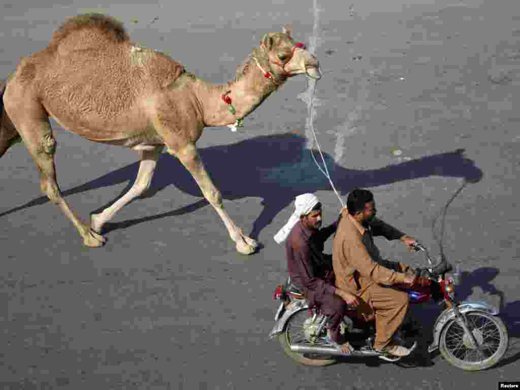 Bărbați pe motocicletă cu o cămilă cumpărată pentru rugăciunea Eid al-Adha, Lahore, Pakistan. (Foto: Mohsin Raza pentru Reuter)