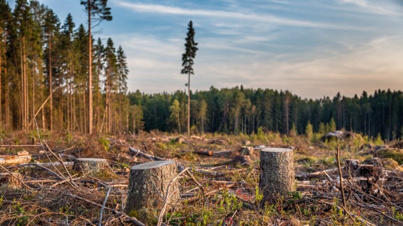 В Ульяновске расследуют дело о вырубке в особо ценных лесах