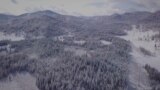 Pine Nut Fever Breaks Out In Russia's Altai Mountains