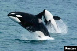 Many more whales and other sea animals are believed to be sold illegally. (file photo)