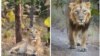 Asiatic lion- Panthera leo persica - معروف به شیر هندی یا شیر ایرانی (سمت راست نر و سمت چپ، ماده)