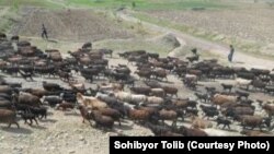 Тожикистоннинг Панжакент тумани яйловидаги қўйлар суруви