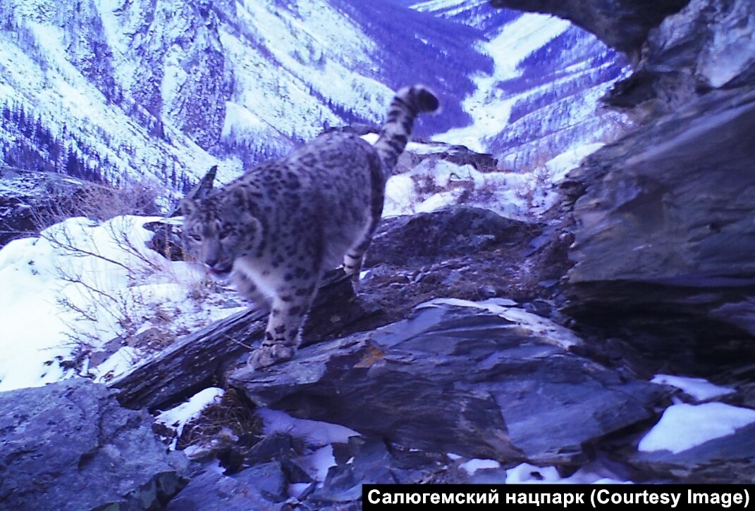 Секс айналасындағы дос нұсқасы Мулат әйел өзінің өте сымбатты фигурасымен онлайн HD арқылы керемет секс жасайды