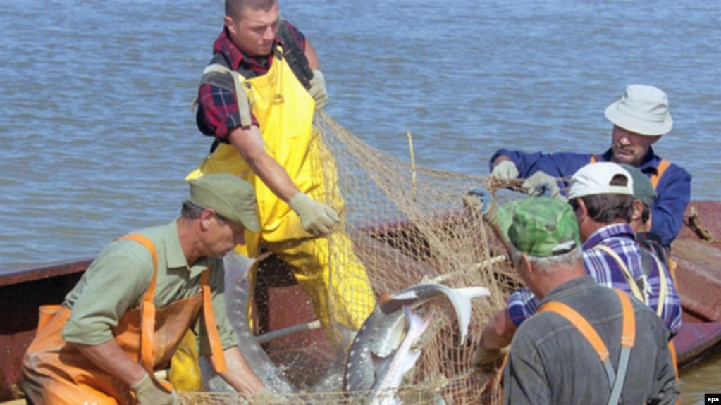 صید ماهی خاویار در آستراخان در روسیه