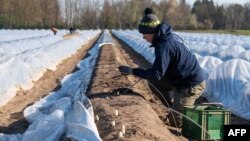 Problemi koji očekuju poljoprivrednike u BiH počeće u momentu kada će prispjeti proizvodi proljetne sjetve, prije svega zbog plasmana na tržištu