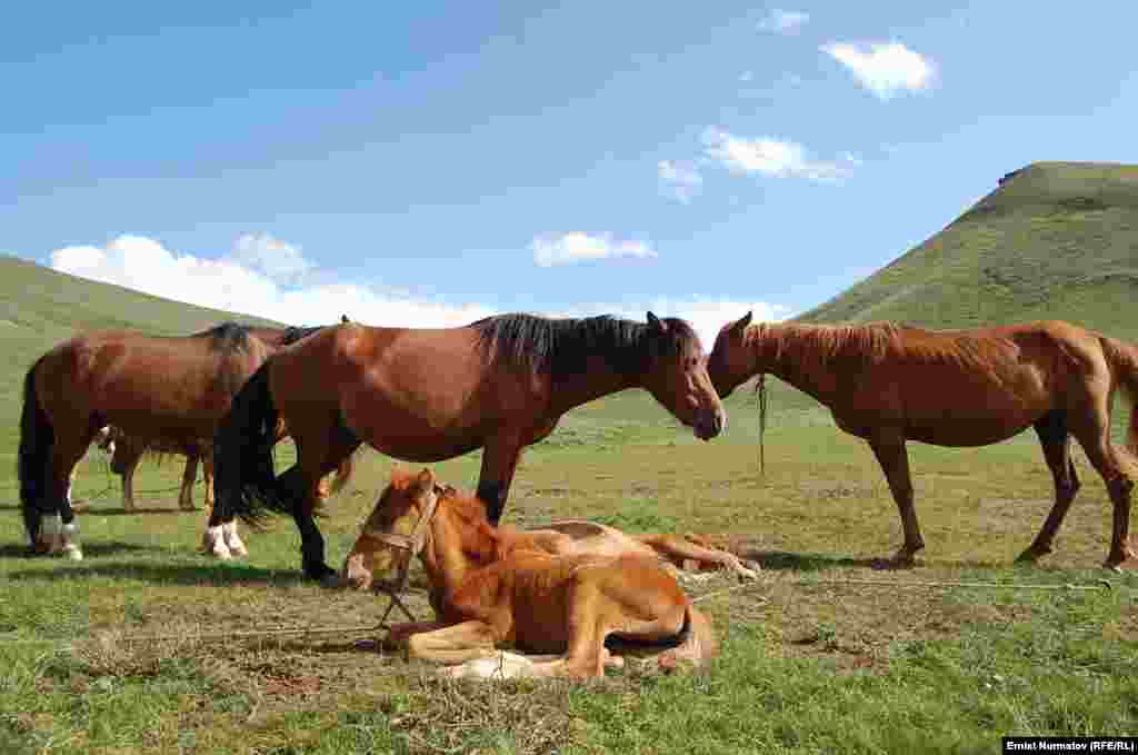 Horses graze on summer pasture in Kyrgyzstan's Alai moumtains on July 16. (RFE/RL/Ernist Nurmatov)