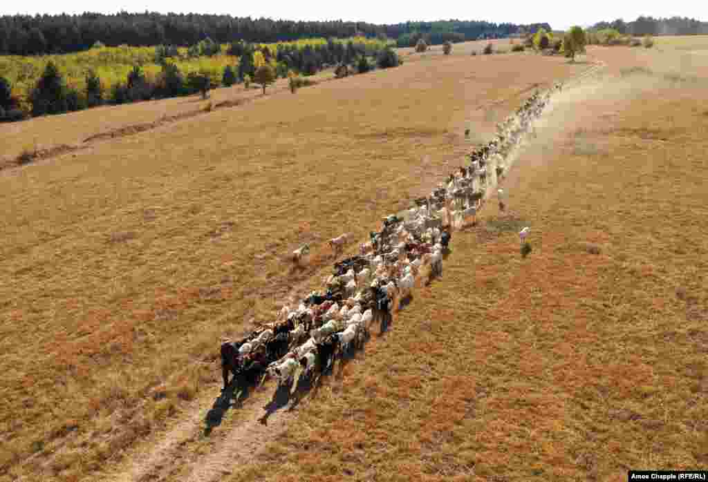 Стадо кози в района на Казанлък.