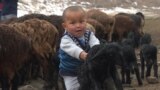 Shepherding In A New Life In Kyrgyzstan