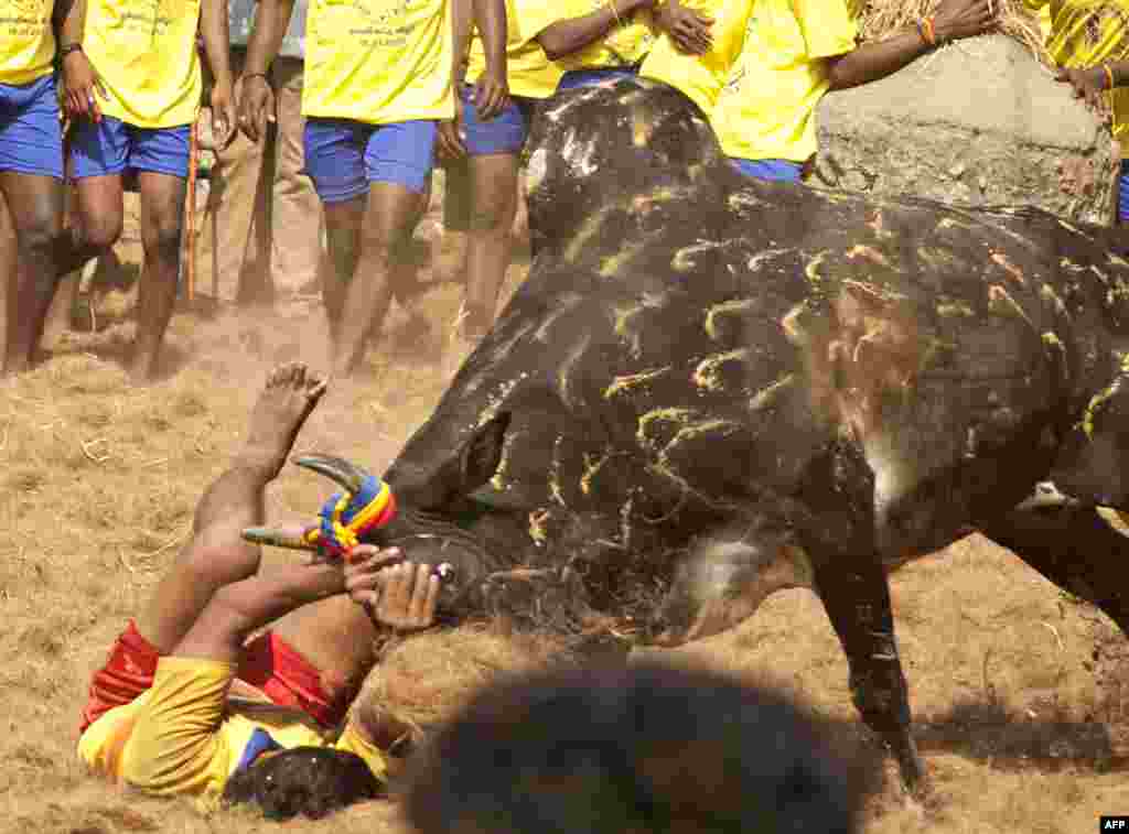 A participant holds back an angry bull during the traditional bull-taming festival called Jallikattu in Palamedu, India. (AFP)