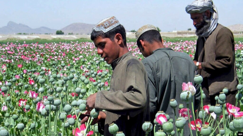 Afghanistan: Ketika sabu dan heroin jadi penyelesaian kesulitan ekonomi petani