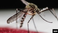 Komarci su glavni prenosnici virusa