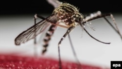 «Զիկա» վարակը տարածող Aedes Aegypti մոծակը