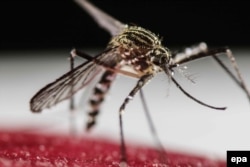 Комар вида Aedes aegypti, переносящий вирус лихорадки Зика