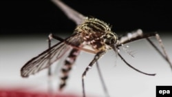 «Zika» qızdırma virusunu yayan «Aedes aegypti».