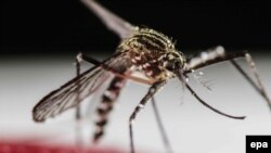 Զիկա վիրուսը տարածող Aedes Aegypti մոծակը