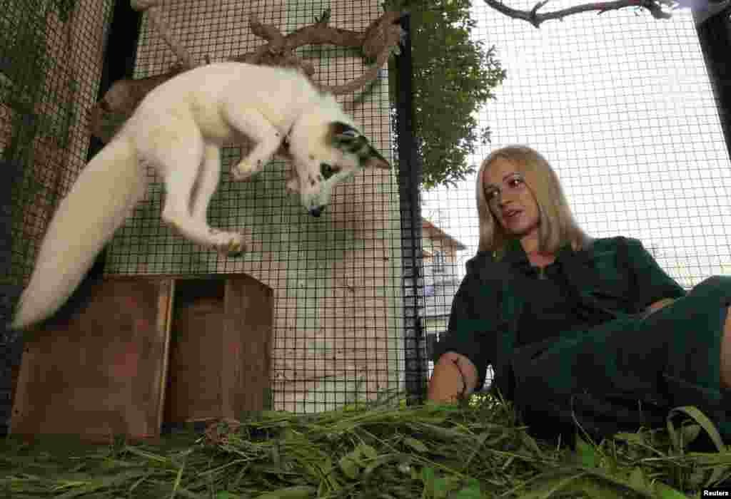 Zoo employee Yekaterina Mikhailova plays with Vesna, a 4-month-old female snow fox cub, in an enclosure at the Royev Ruchey Zoo in a surburb of Russia&#39;s Siberian city of Krasnoyarsk. Vesna is the first attempt by the zoo to domesticate a wild fox. (Reuters/Ilya Naymushin)