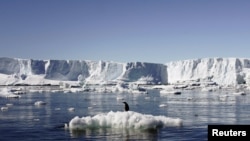 An Adelie penguin stands atop a block of melting ice near the French station at Dumont d'Urville in East Antarctica.