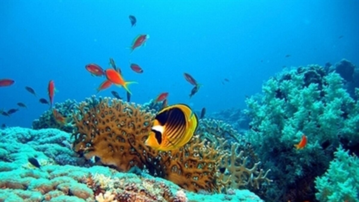 Фото Подводного Красного Моря