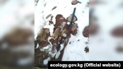 Отстреленная куропатка в Чуйской области.