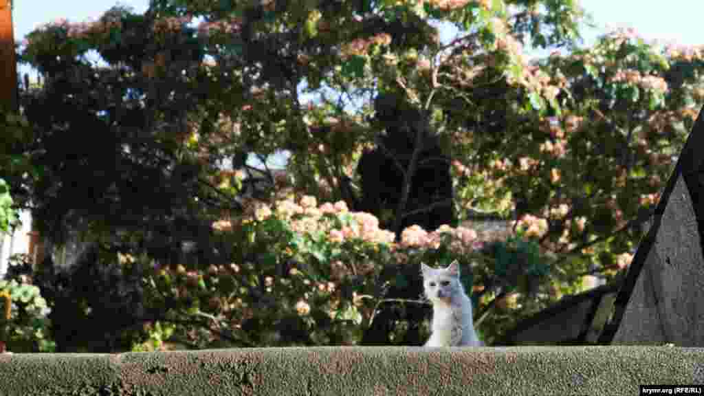 Карантинный кот на фоне ленкоранской акации