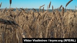 На підконтрольнй Україні території засіяли 188,6 тисячі гектарів ярої пшениці 
