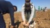 Forced Cotton-Picking Earns Uzbekistan Shameful Spot In ‘Slavery Index’