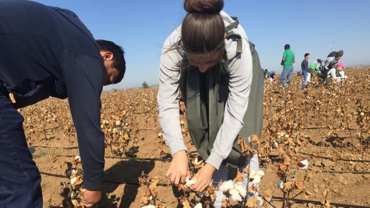 Child and forced labour: Systemic forced labour and child labour has come  to an end in Uzbek cotton