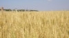 Виробництву зерна в Україні прогнозують колапс