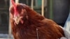 بار دیگر آنفولانزای مرغی در افغانستان دیده شد