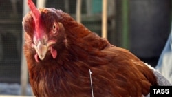 Hong Kong's authorities have banned the import of live poultry after three birds recently tested positive for the H5N1 virus. 