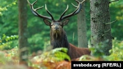 Иллюстративное фото