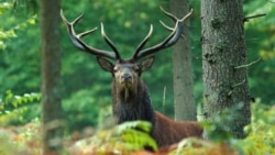 Belarus – Red deer in Bielaviežskaja pušča, bog, forest, photo by Aleksandr Pekach