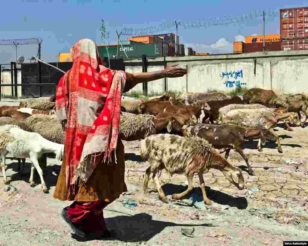 The Kuchis are&nbsp;identified by their&nbsp;black tents, colorful clothes, and flocks of animals.