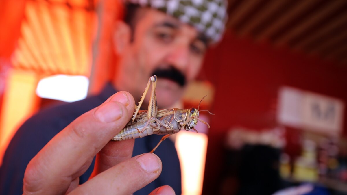 Desert Locust Swarms Threaten Iranian Farmlands