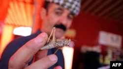 A Kuwaiti vendor shows a locust, sold as food, at a market in Kuwait City on February 21, 2019. (Photo by Yasser Al-Zayyat / AFP)