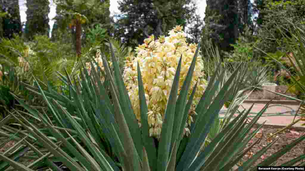 На площі понад тисячу гектарів у Нікіті можна насолодитися міріадами квітів, запахів і фарб