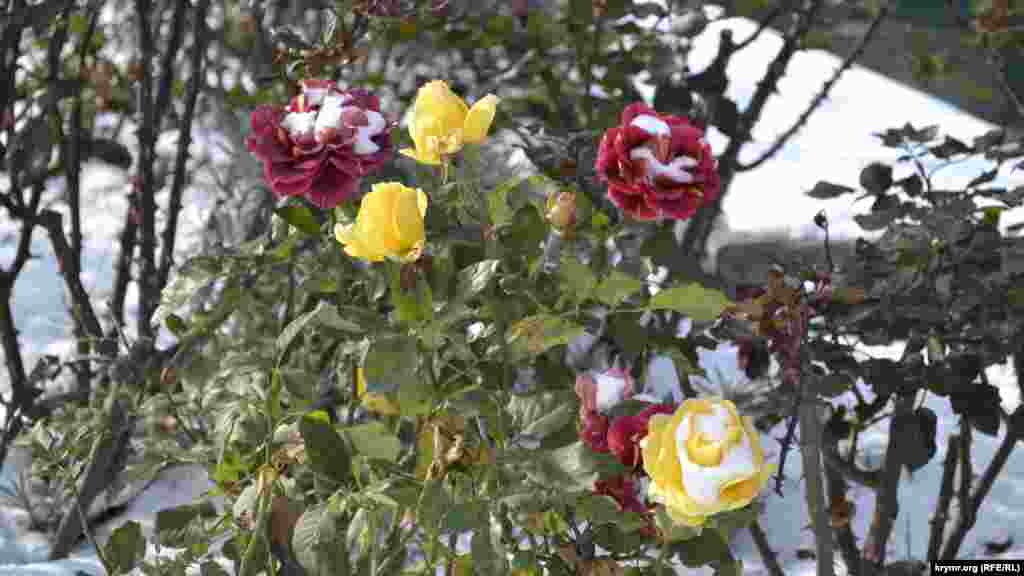 Кому уж точно внезапный снег не в радость &ndash; крымским розам на городских газонах. Парадоксальная ялтинская зима: еще вчера розы расцветали под теплыми струями дождя, а сегодня их уже укрыли снежные шапочки