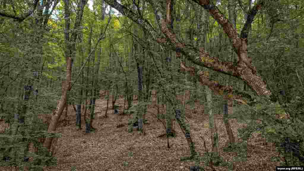 Etrafta - bik terekleri ormanı
