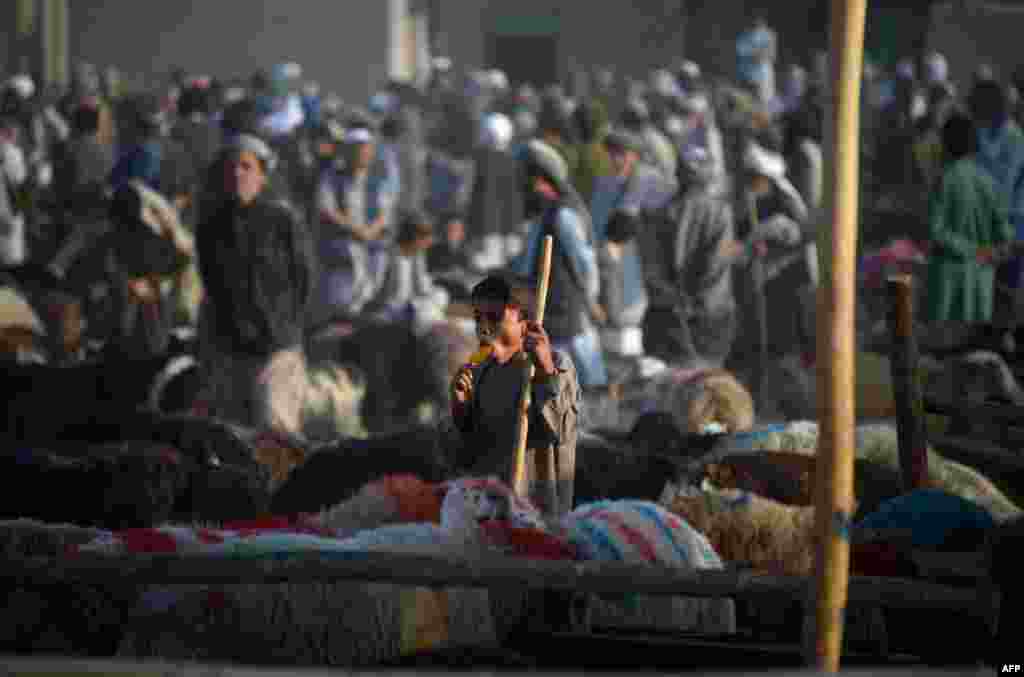 An Afghan boy eats ice cream as he waits for customers at a livestock market ahead of the sacrificial Eid al-Adha festival in Mazar-e Sharif. (AFP/Farshad Usyan)