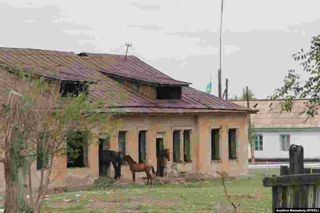 Лошади у разрушенного здания бывшего детского сада в селе Гульшат.