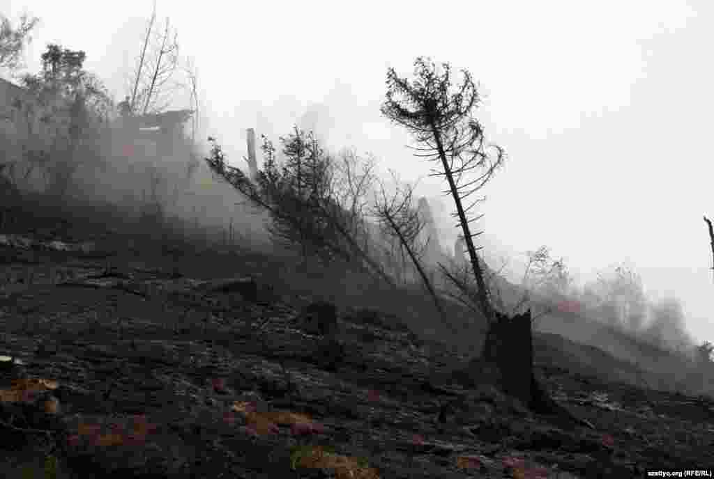 Өрттен кейін құлап бара жатқан талдар. Іле Алатау ұлттық қорығы, 7 қыркүйек 2012 жыл.