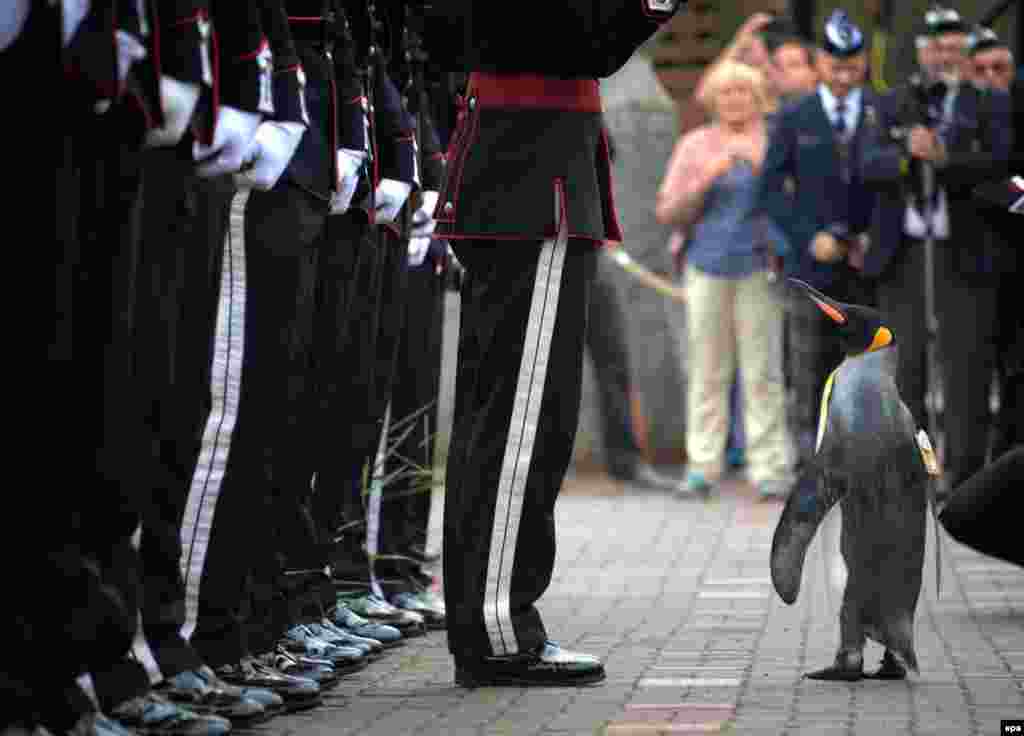 Sir Nils Olav, a king penguin at the Edinburgh Zoo in Scotland, inspects soldiers of His Majesty the King of Norway&#39;s Guard on August 22. The penguin is the mascot of the Norwegian guard. The link between Norway and the zoo dates to 1914 when a Norwegian family gifted the zoo with king penguins. (epa/Mark Owens)