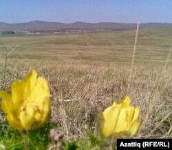 Басай янында алтын чыгаручы өчен бирелгән җир кишәрлеге