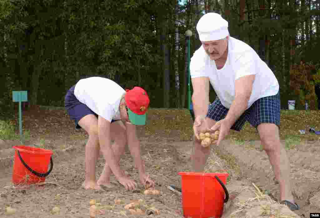 Belarusian President Alyaksandr Lukashenka and his son Nikolay harvest potatoes at the presidential residence outside Minsk. (TASS/Andrei Stasevich)